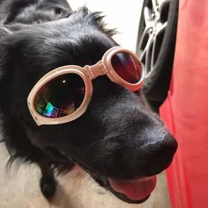 Meet your Posher, Shelly